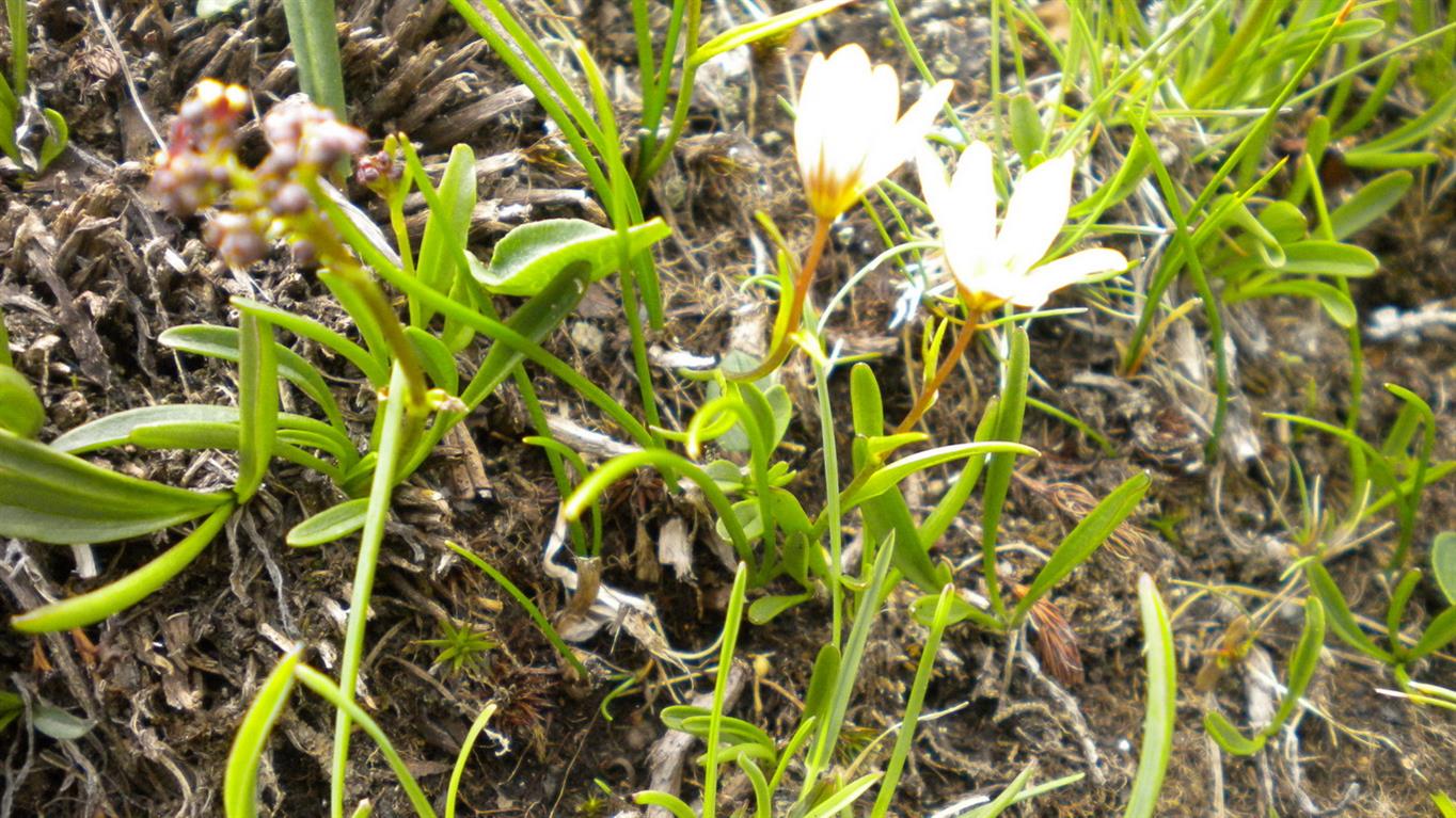 Lloydia serotina / Falangio alpino